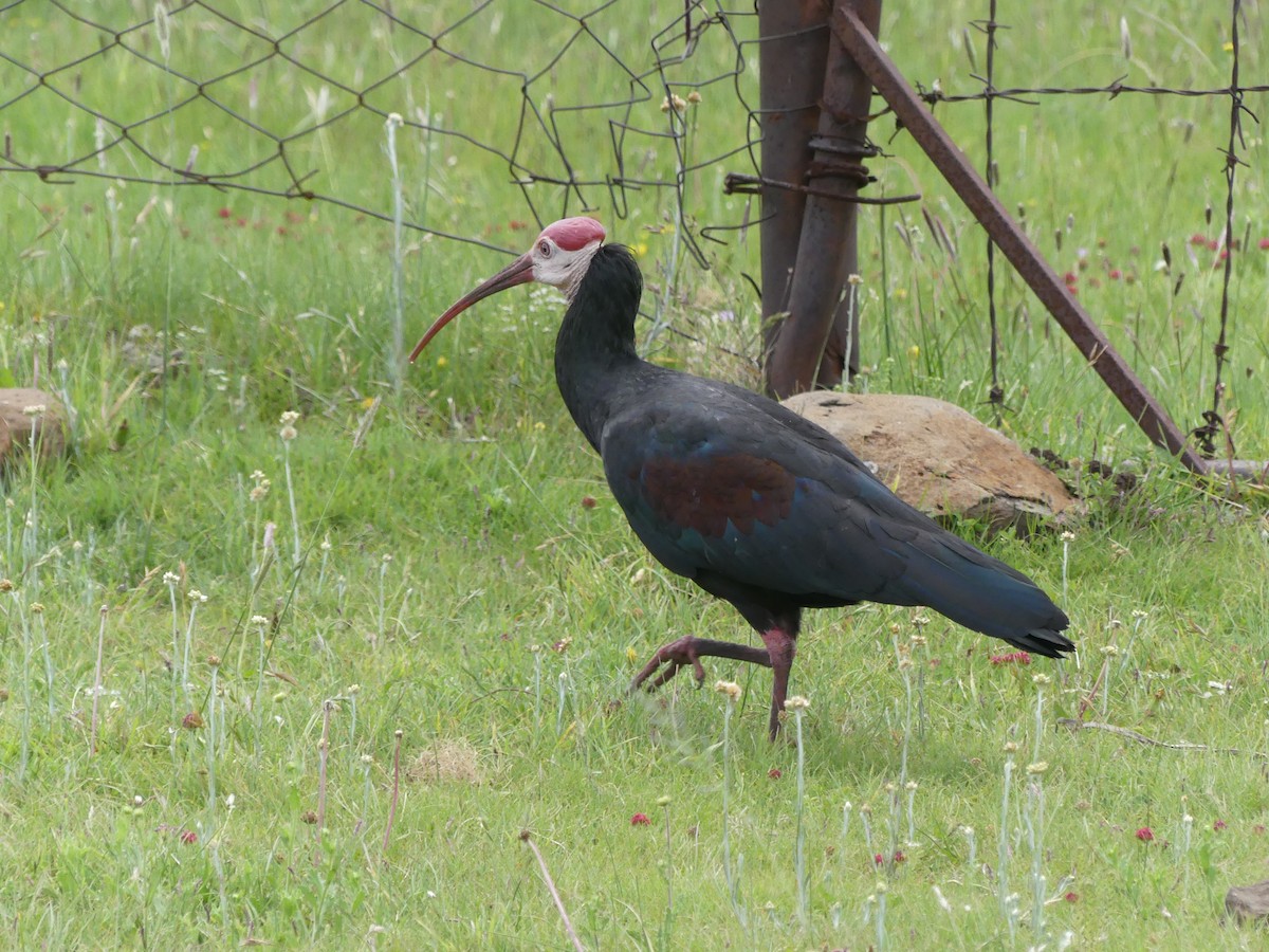 Southern Bald Ibis - Guy RUFRAY