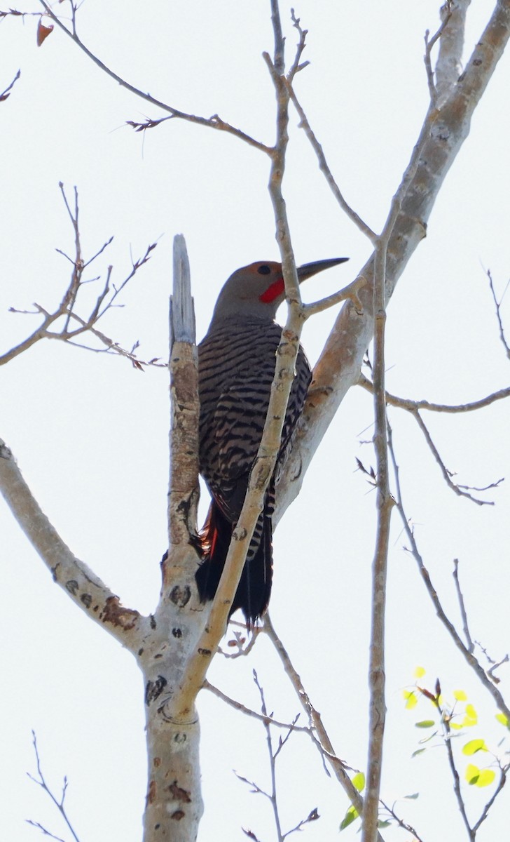 Northern Flicker (Red-shafted) - ML615780406