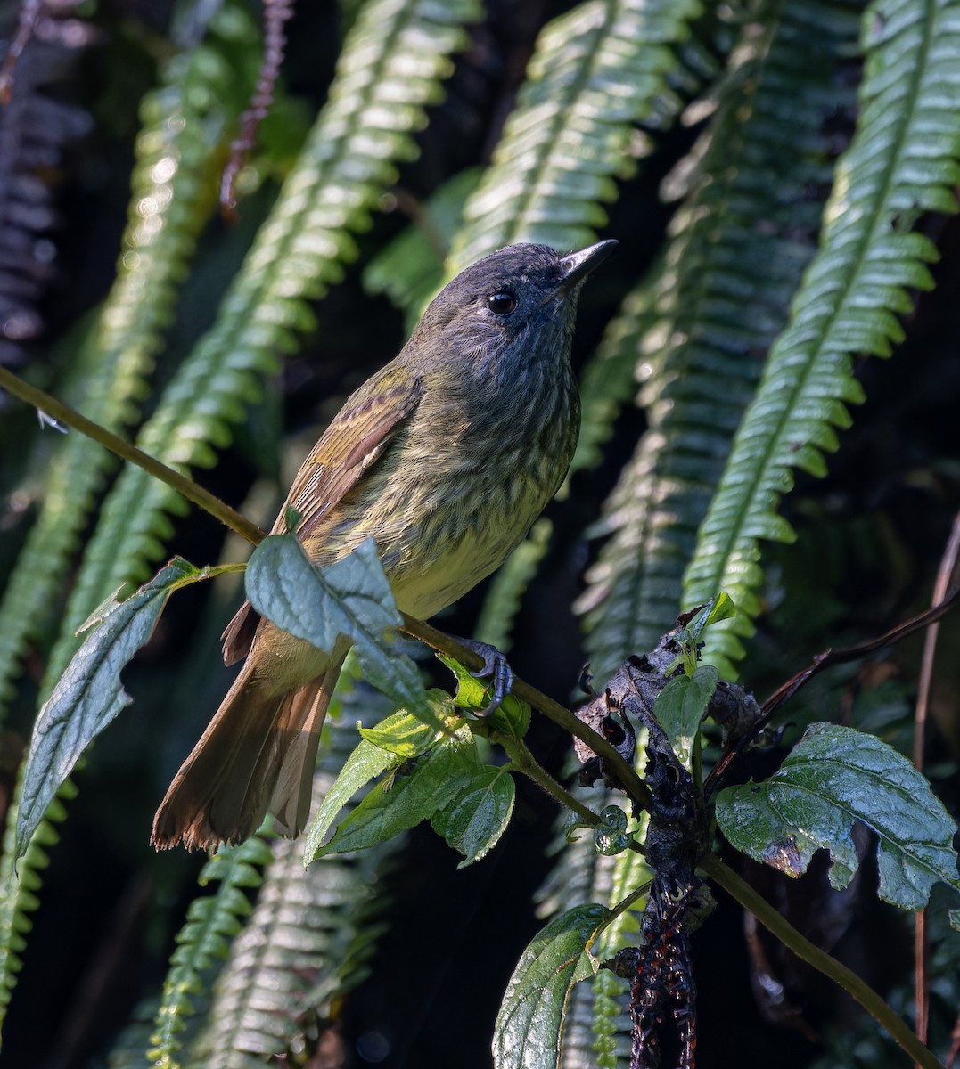 Streak-necked Flycatcher - ML615780435