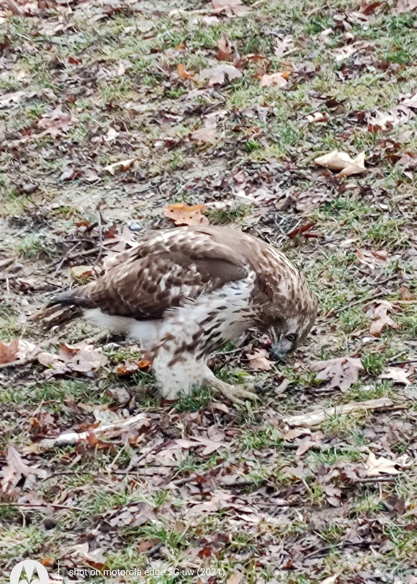 Red-tailed Hawk - ML615780439