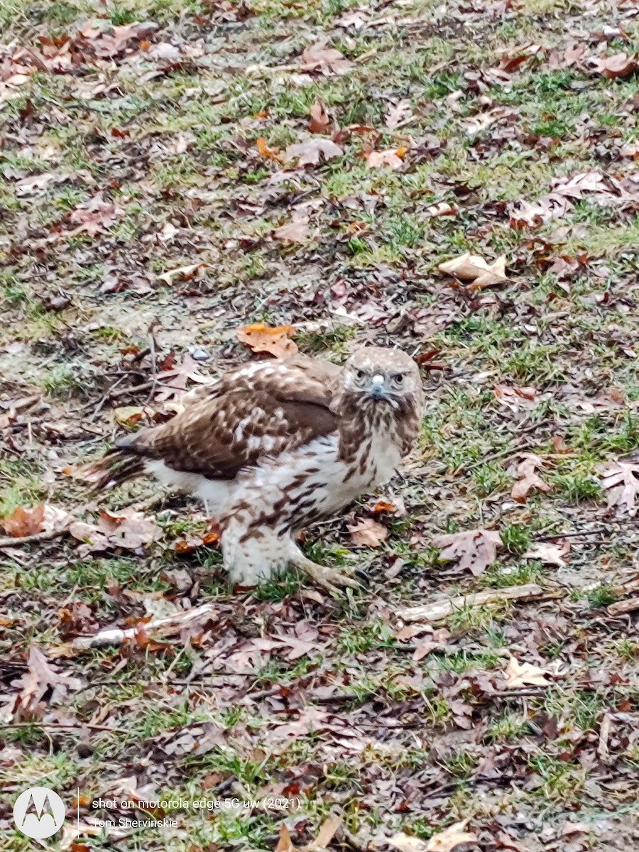 Red-tailed Hawk - ML615780440