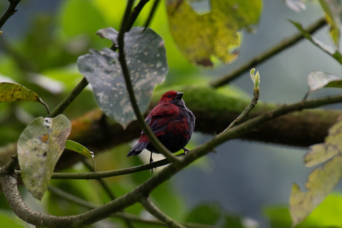 Dusky Crimsonwing - Niels Geelen