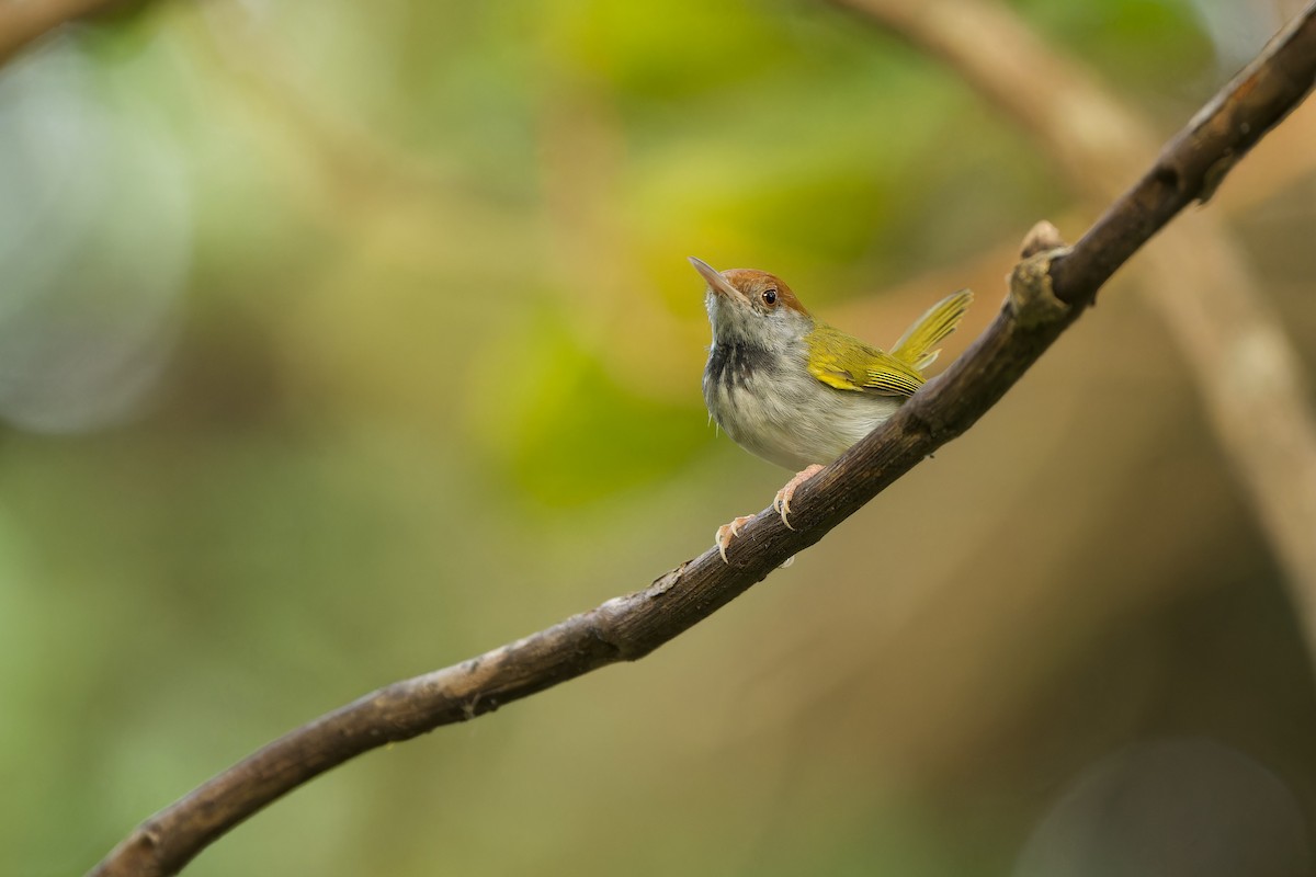 Dark-necked Tailorbird - Sam Hambly