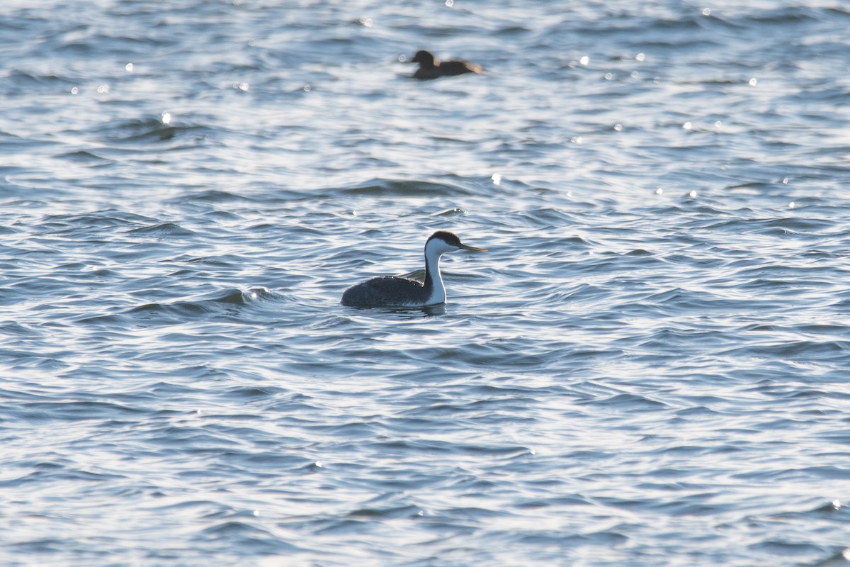 Western Grebe - ML615780563