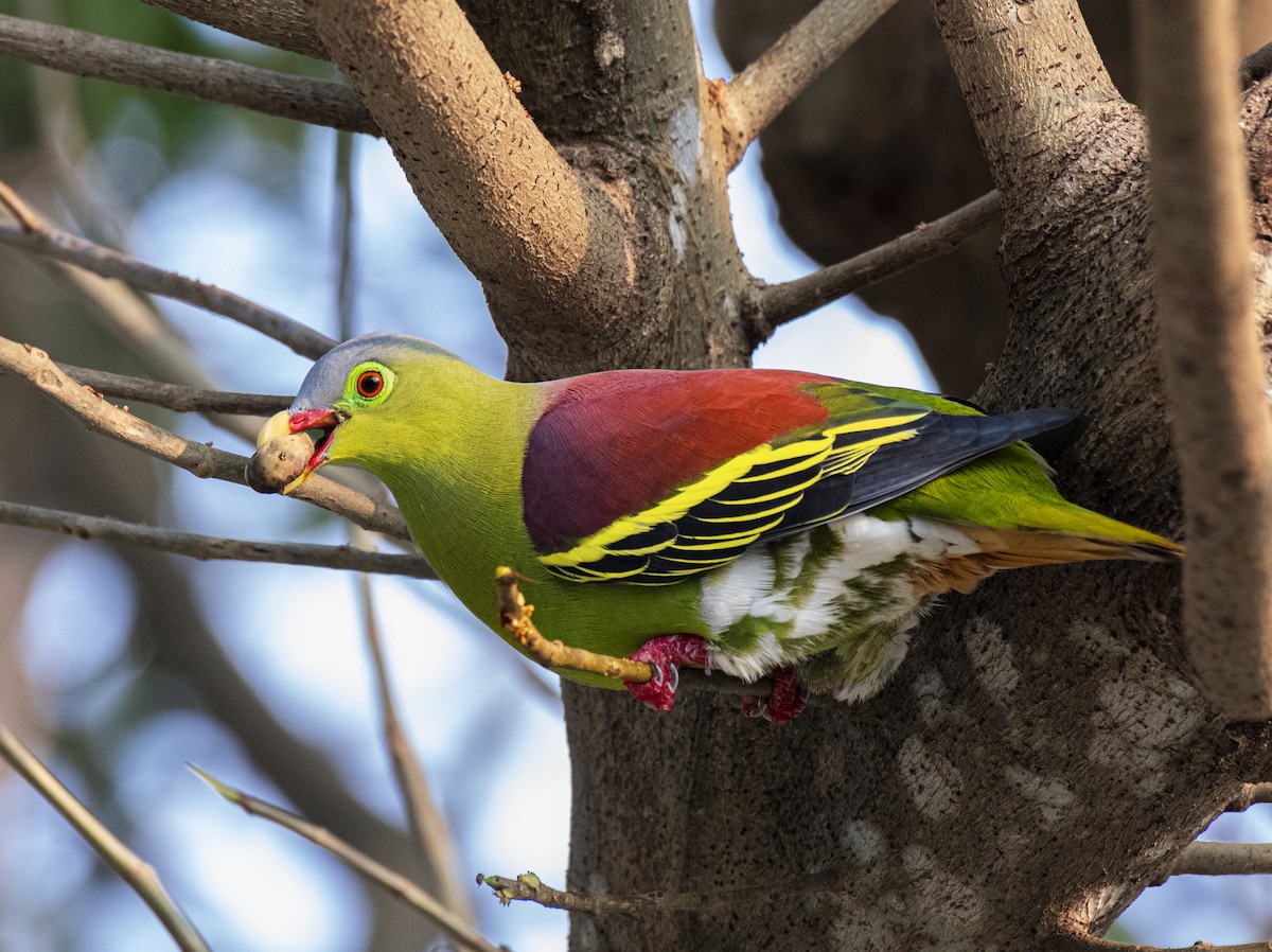Thick-billed Green-Pigeon - ML615780564