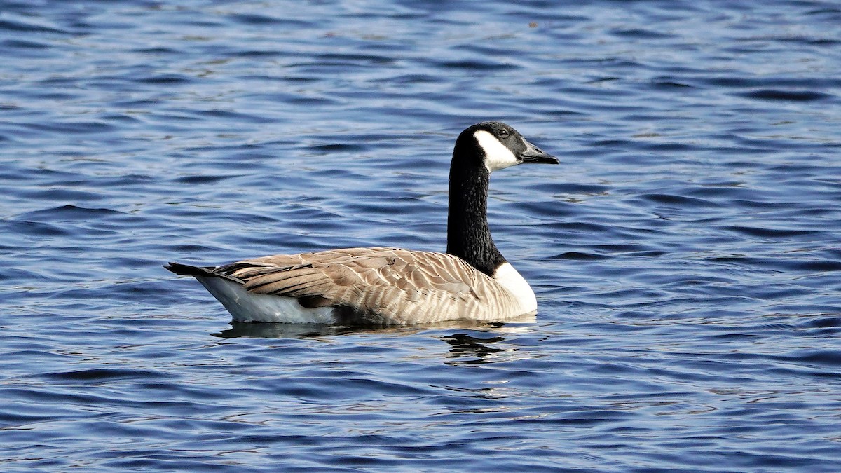 Canada Goose - ML615780587