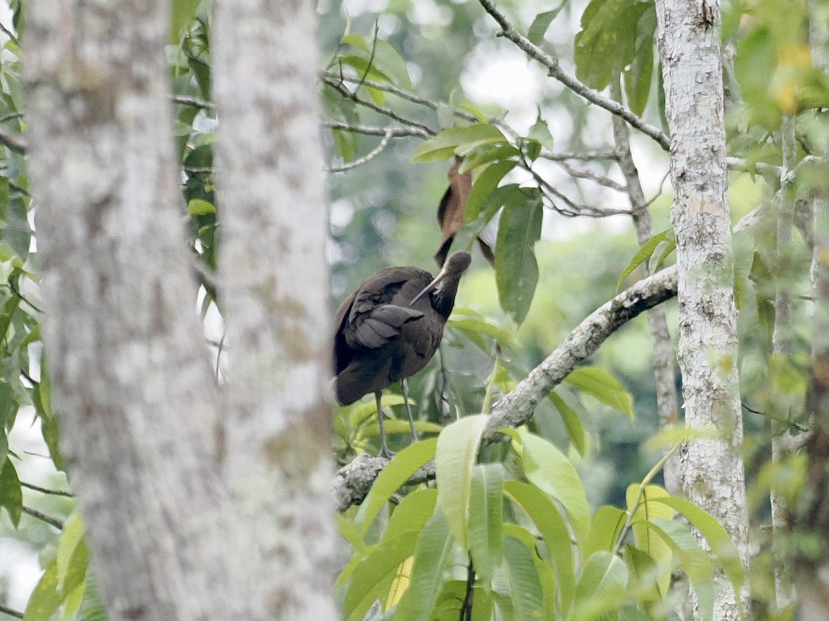 Limpkin (Brown-backed) - ML615780639