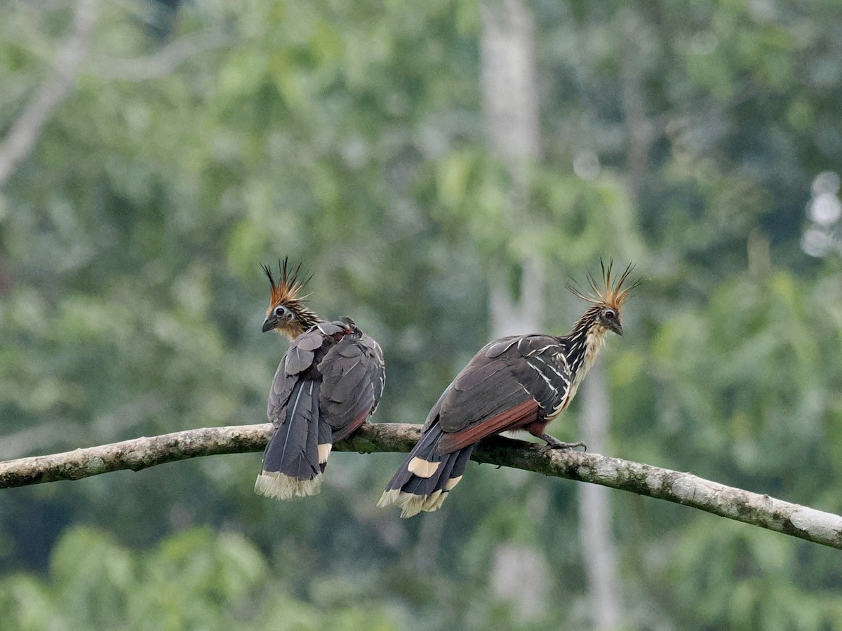 Hoatzin - Gabriel Willow