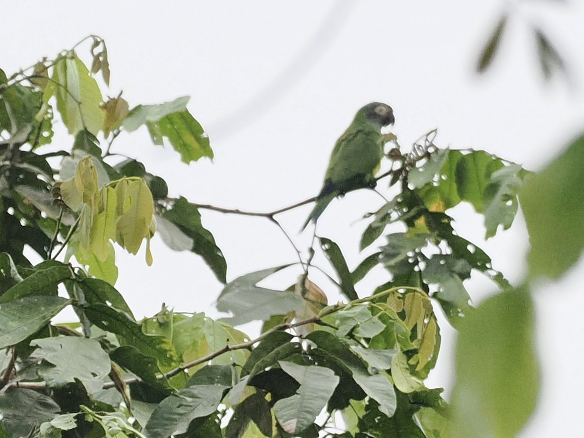 Dusky-headed Parakeet - Gabriel Willow