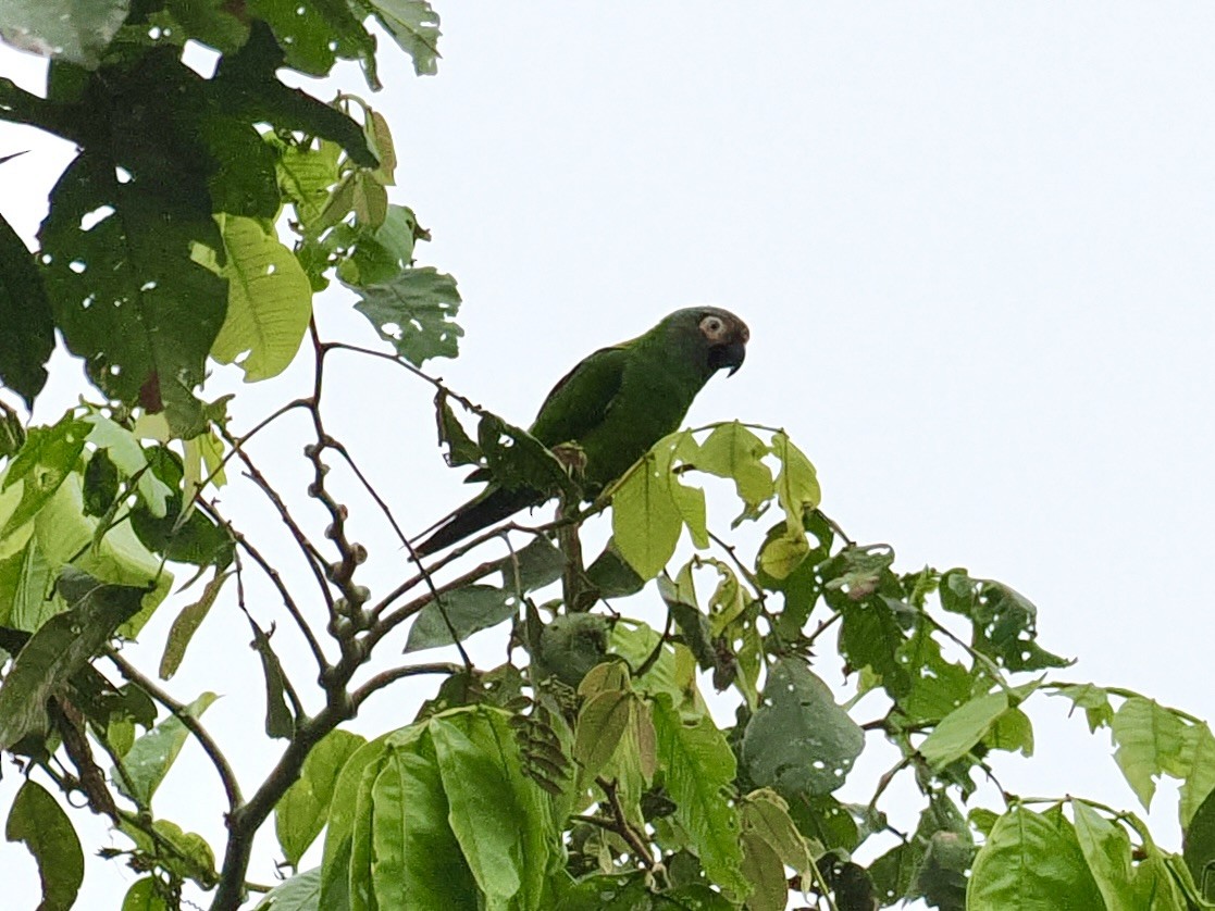 Dusky-headed Parakeet - Gabriel Willow