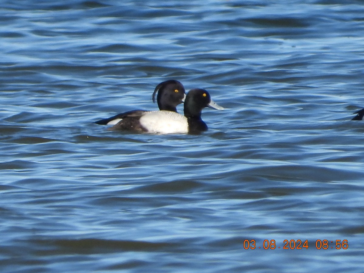 Tufted Duck - ML615780691