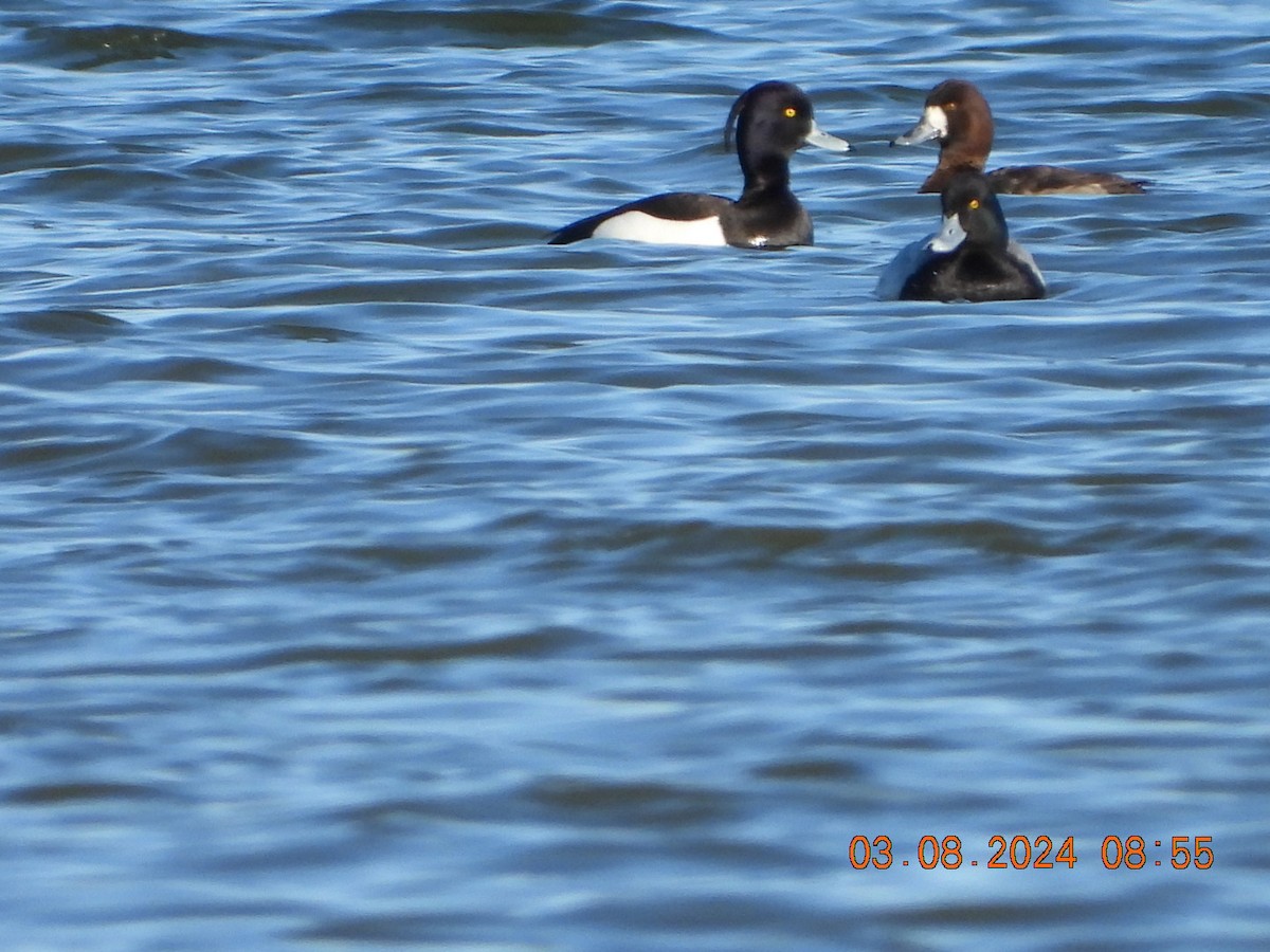 Tufted Duck - ML615780692