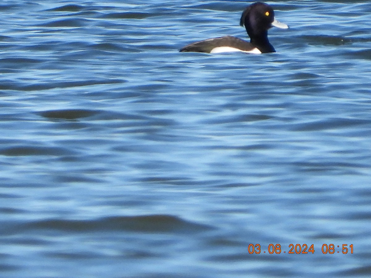 Tufted Duck - ML615780693