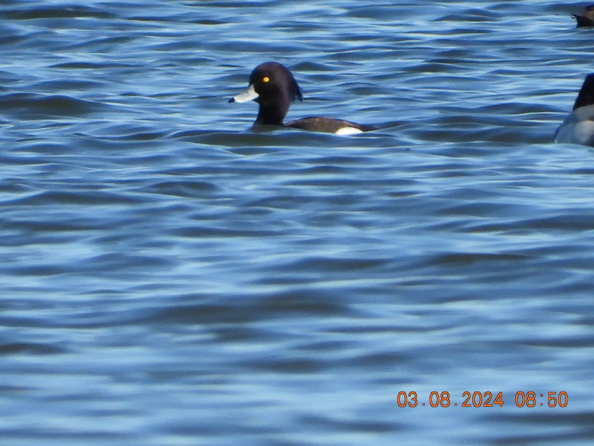 Tufted Duck - ML615780694