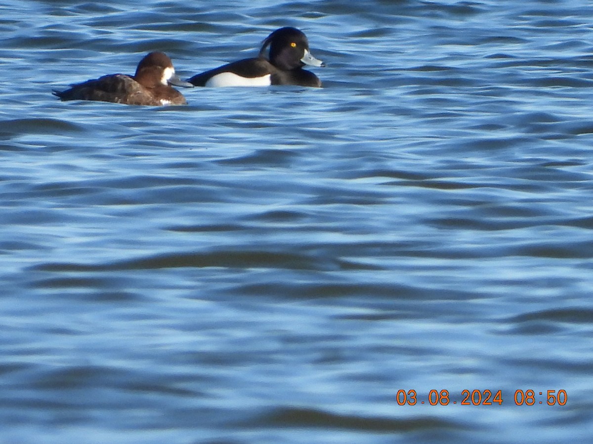 Tufted Duck - ML615780695