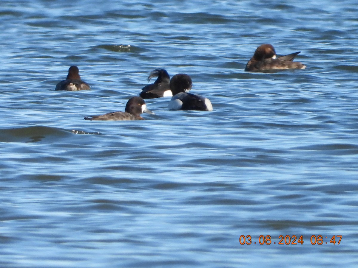 Tufted Duck - ML615780696