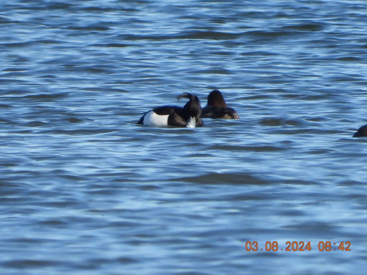 Tufted Duck - ML615780697