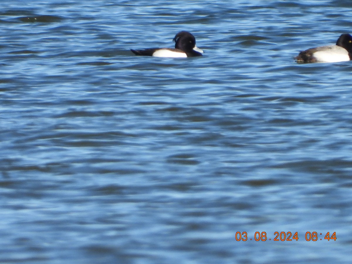 Tufted Duck - ML615780698