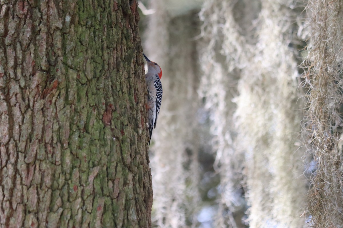 Red-bellied Woodpecker - Nancy Crosby