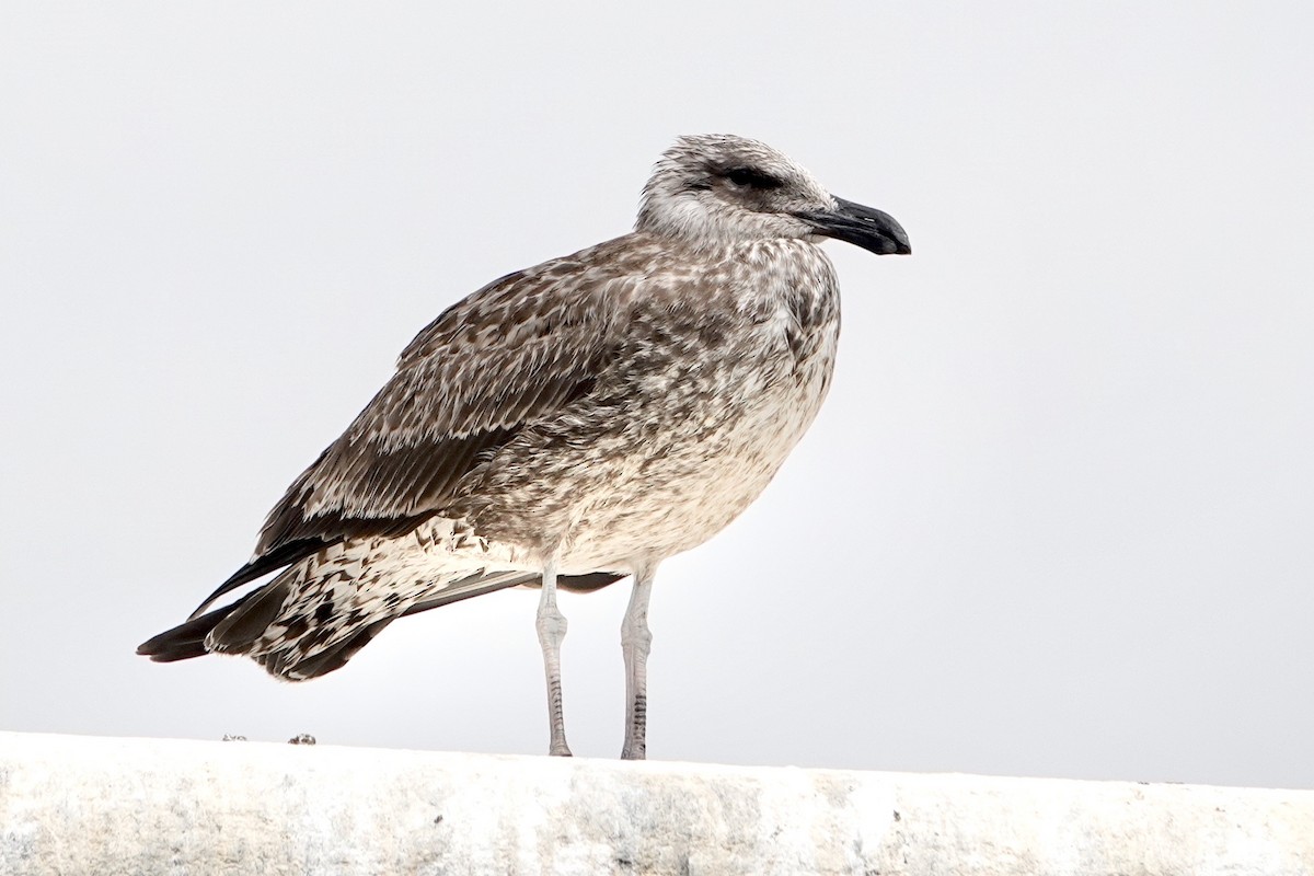 Gaviota Cocinera - ML615780805