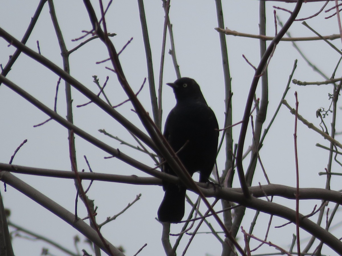 Rusty Blackbird - ML615780820