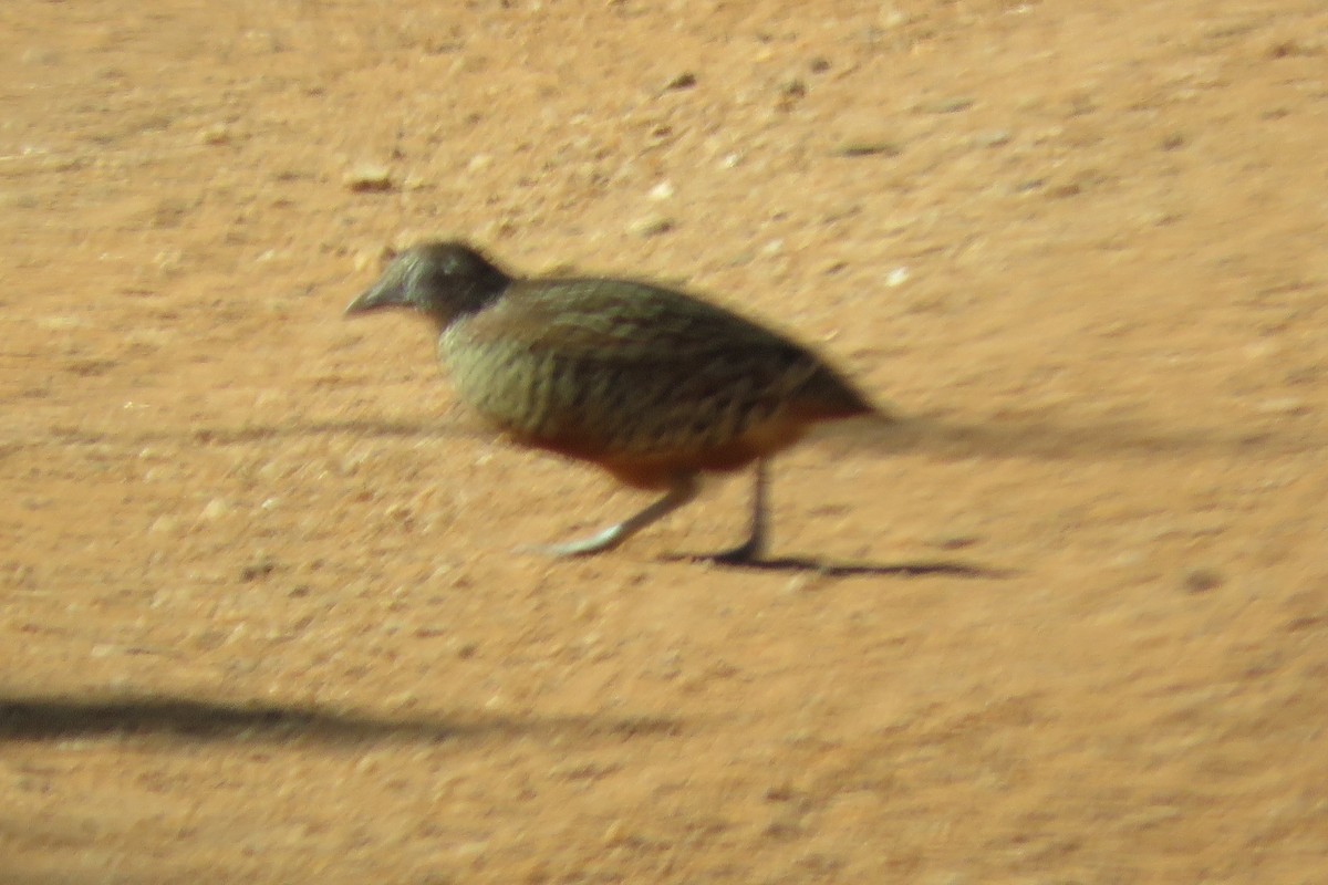 Barred Buttonquail - ML615780824