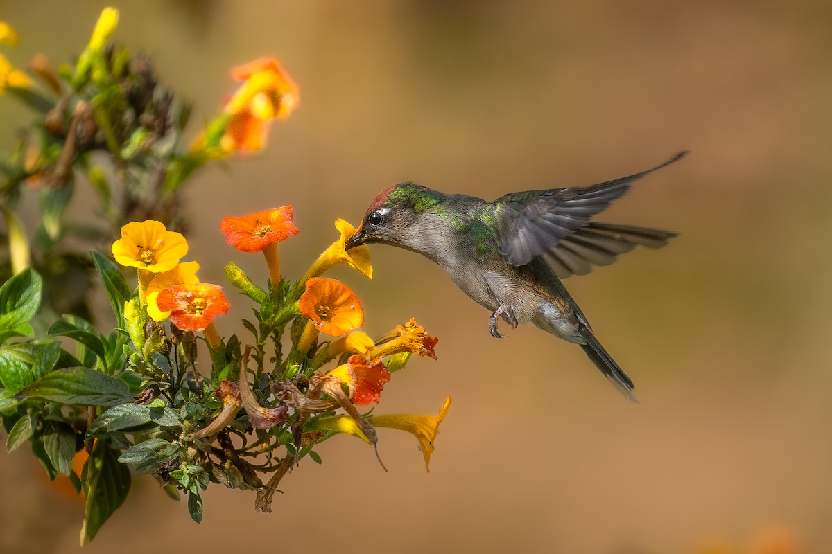 Colibrí Florido de Tolima - ML615780854