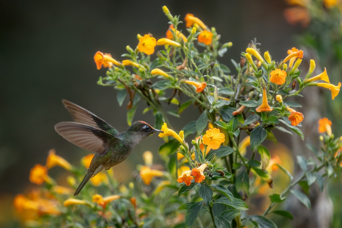 Colibrí Florido de Tolima - ML615780856