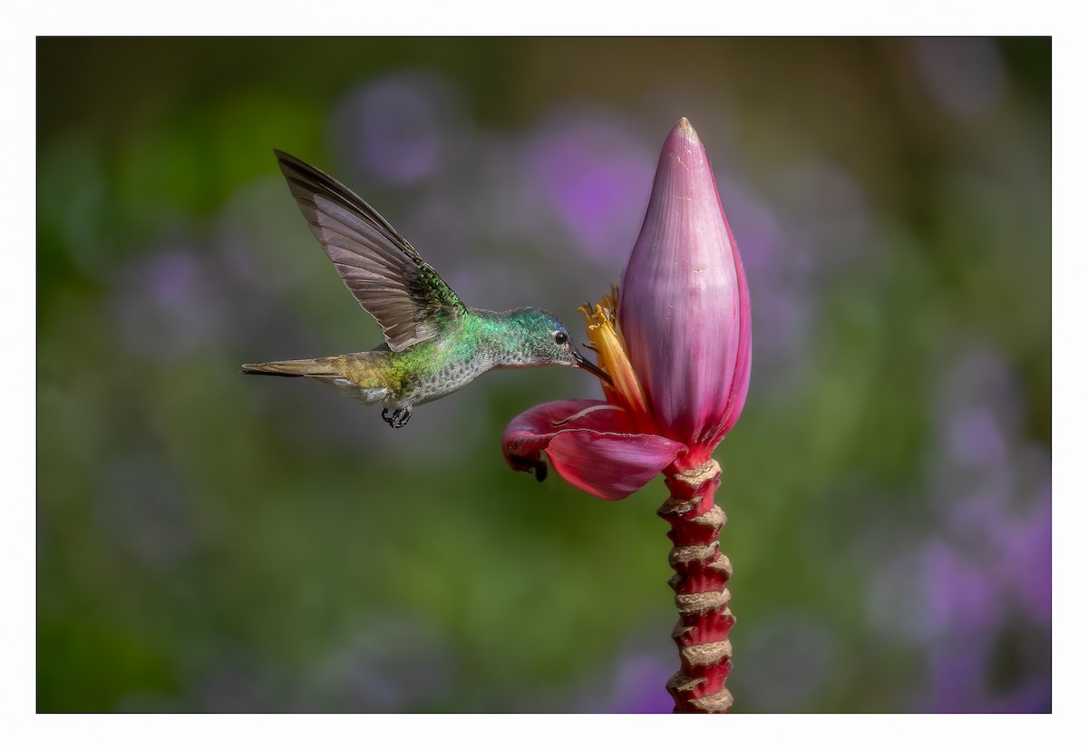 Andean Emerald - ML615780865