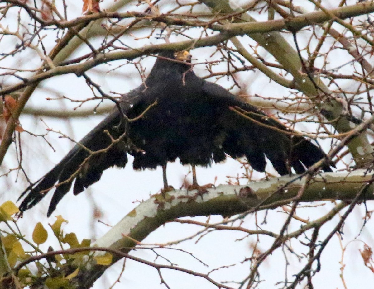 Common Black Hawk (Common) - ML615780882