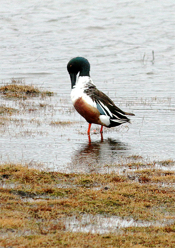 Northern Shoveler - ML615780957