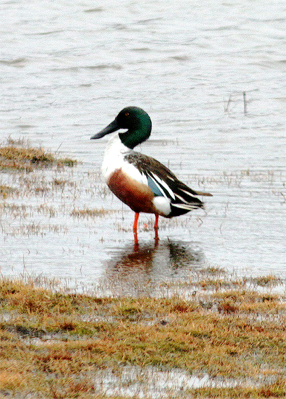 Northern Shoveler - ML615780958