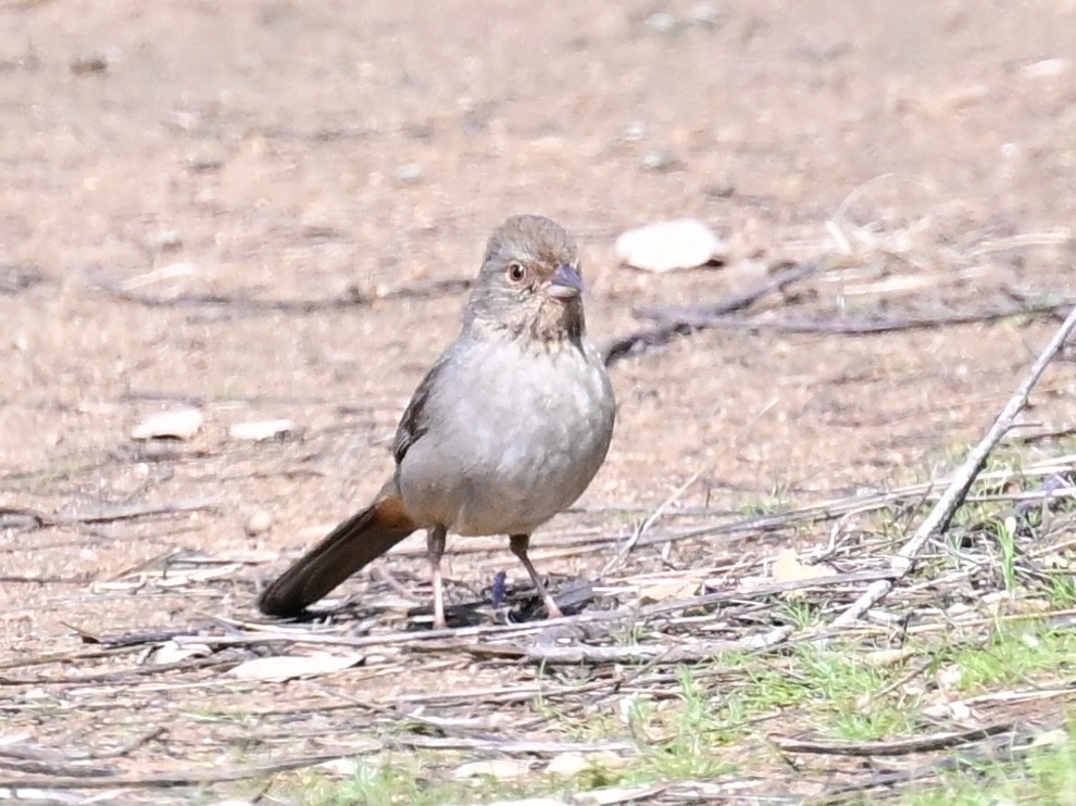 California Towhee - ML615781116