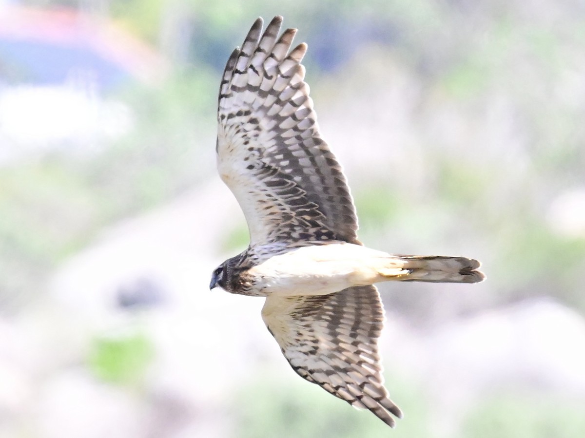 Northern Harrier - Vivian Fung