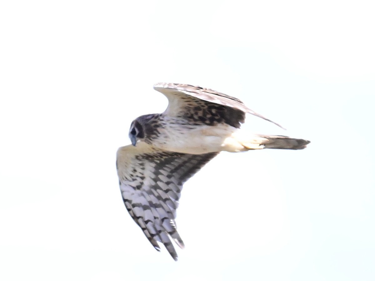 Northern Harrier - Vivian Fung