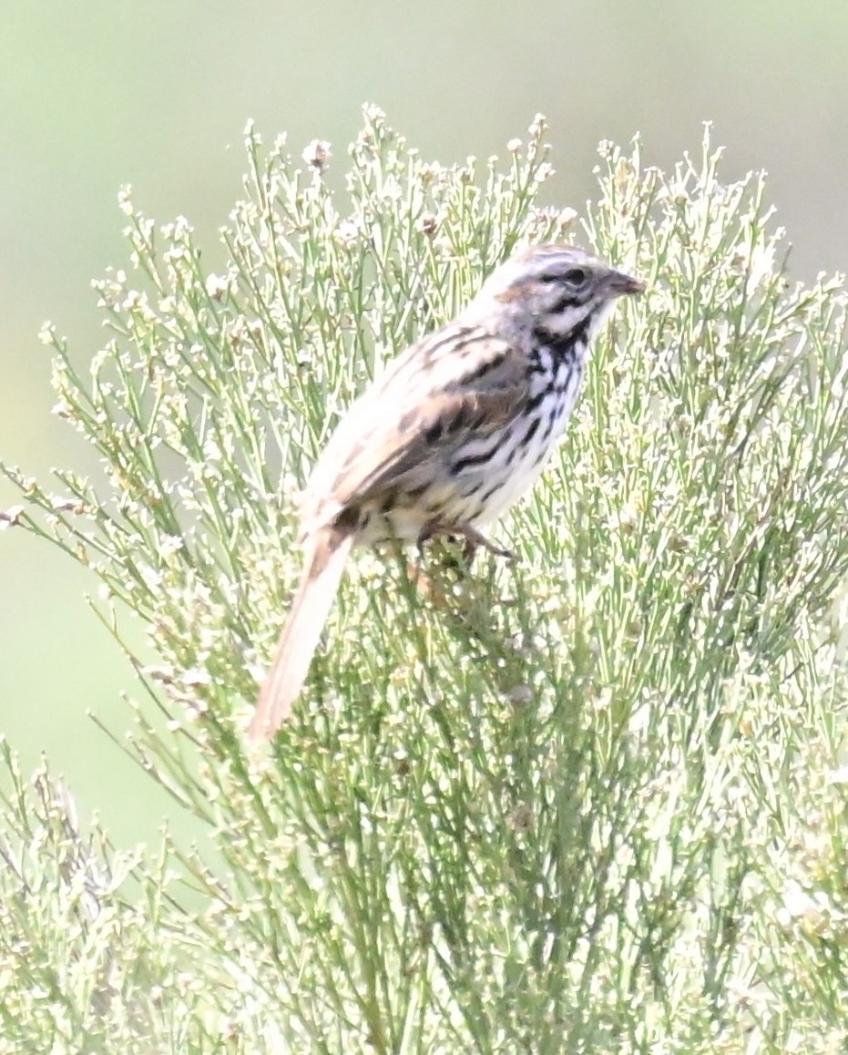 Song Sparrow - ML615781142