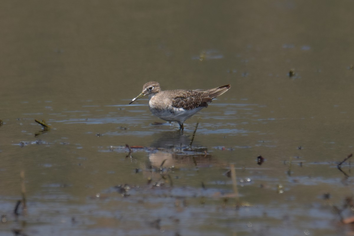 Solitary Sandpiper - Tamara Catalán Bermudez