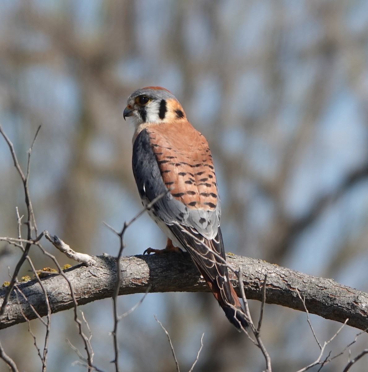 American Kestrel - ML615781174