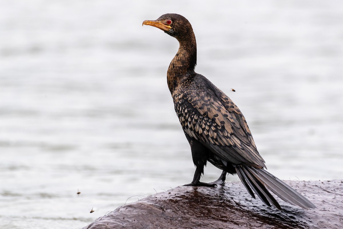 Long-tailed Cormorant - Niels Geelen