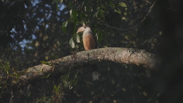 Brown Hornbill - ML615781207