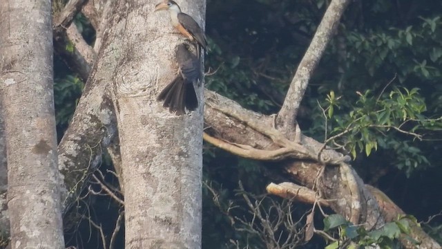 Brown Hornbill - ML615781210