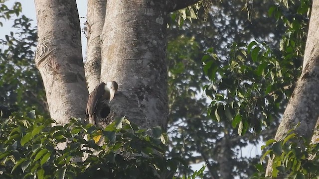 Weißgesicht-Hornvogel - ML615781211