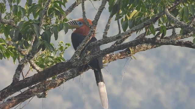 Rufous-necked Hornbill - ML615781217