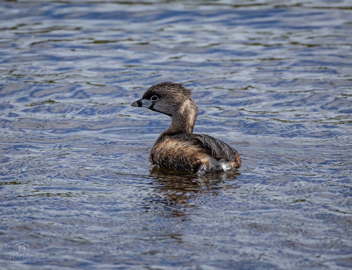 Pied-billed Grebe - ML615781233