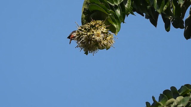 Maroon Oriole - ML615781254