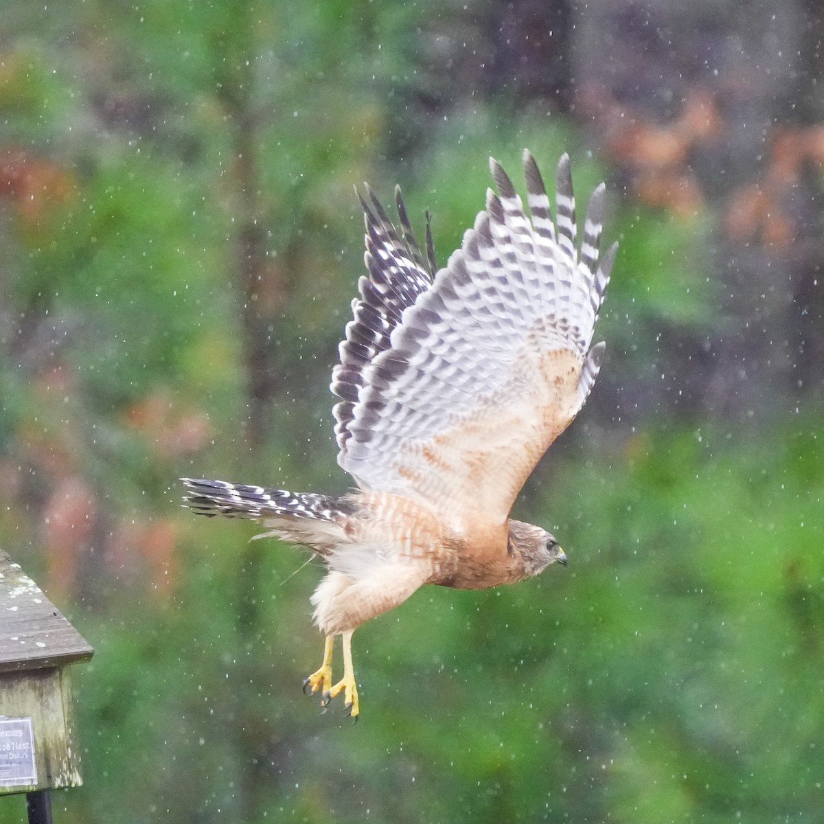 Red-shouldered Hawk - ML615781309