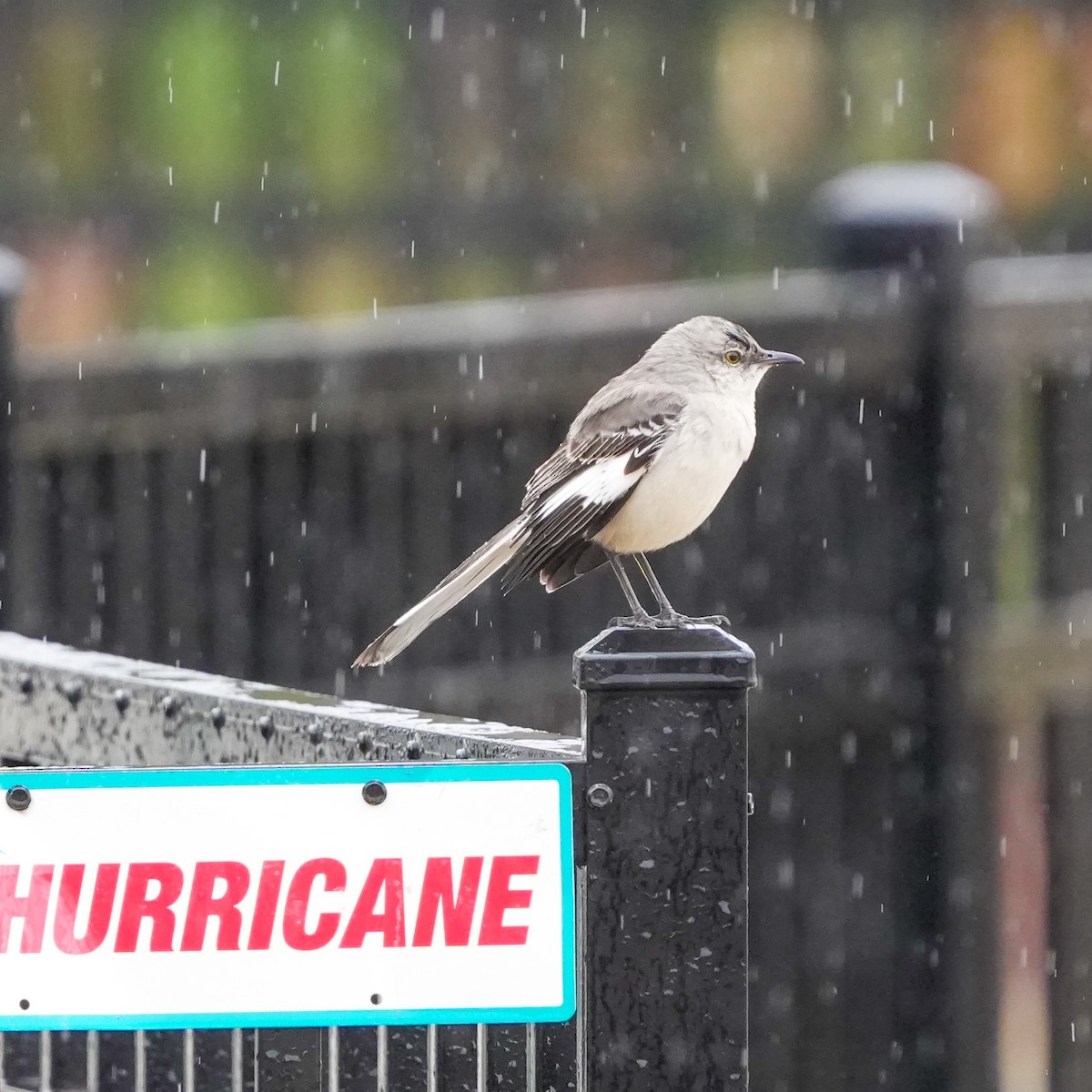 Northern Mockingbird - ML615781314