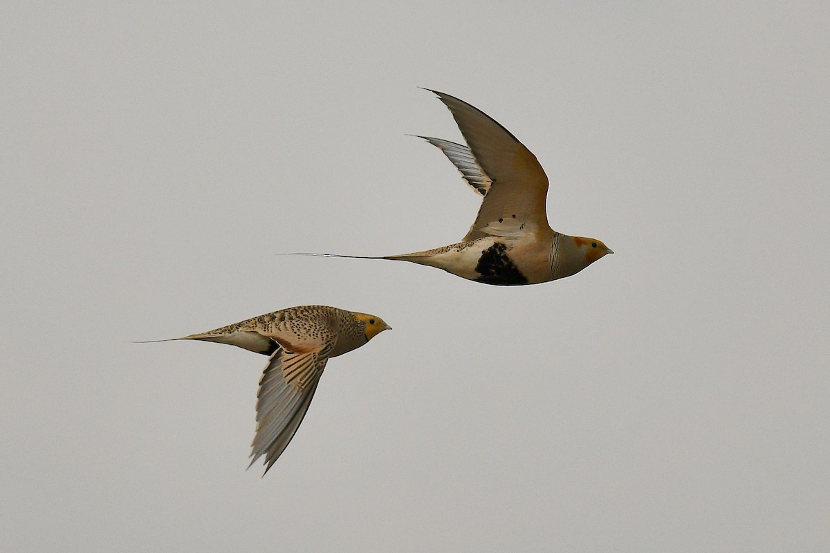 Pallas's Sandgrouse - ML615781401