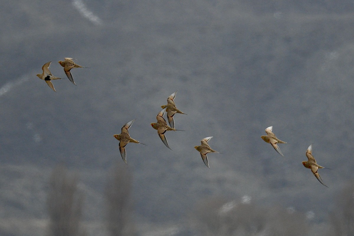 Pallas's Sandgrouse - ML615781406