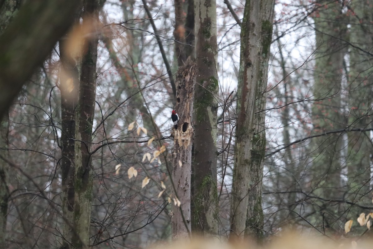 Red-headed Woodpecker - Carl Burdick